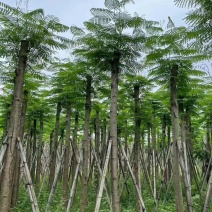 凤凰木5-8公分大量出售，基地现货直销