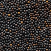 油菜籽