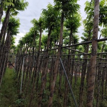 仁面子5-8公分大量出售。基地直销人面子