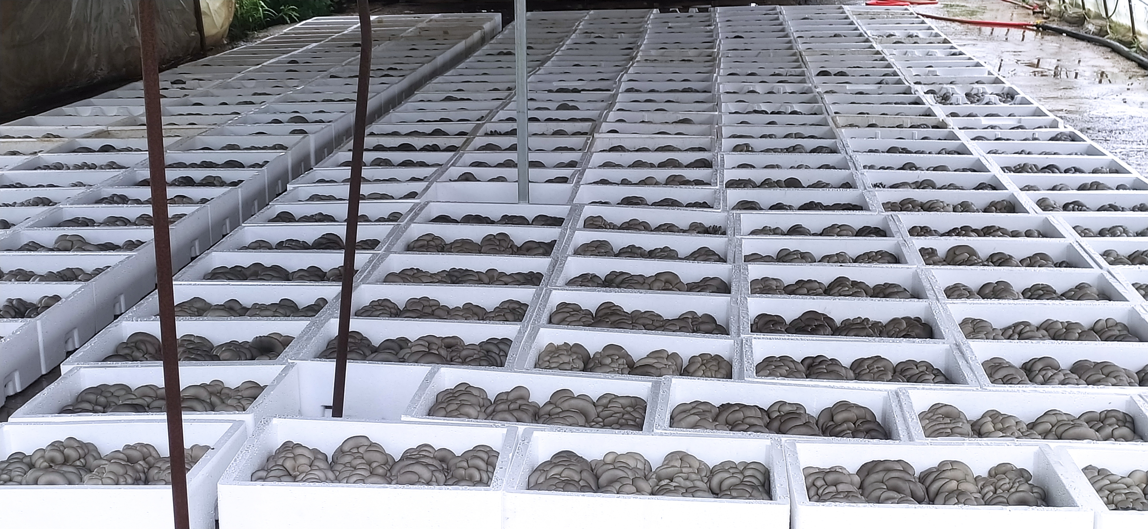 平菇种植基地航拍图