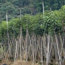 截杆重阳木12～18公分基地直销规格齐全欢迎老板来电