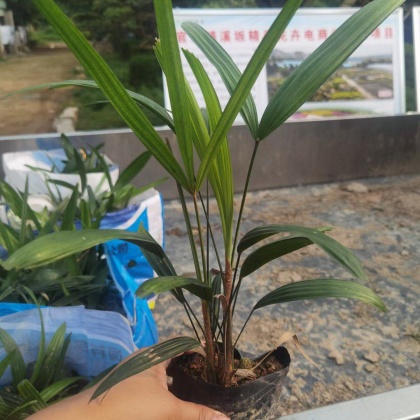 贵州黔南细叶棕竹产地货源批发价格行情