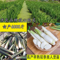 安徽茭白苗品质保证诚信经营欢迎联系自家基地200亩