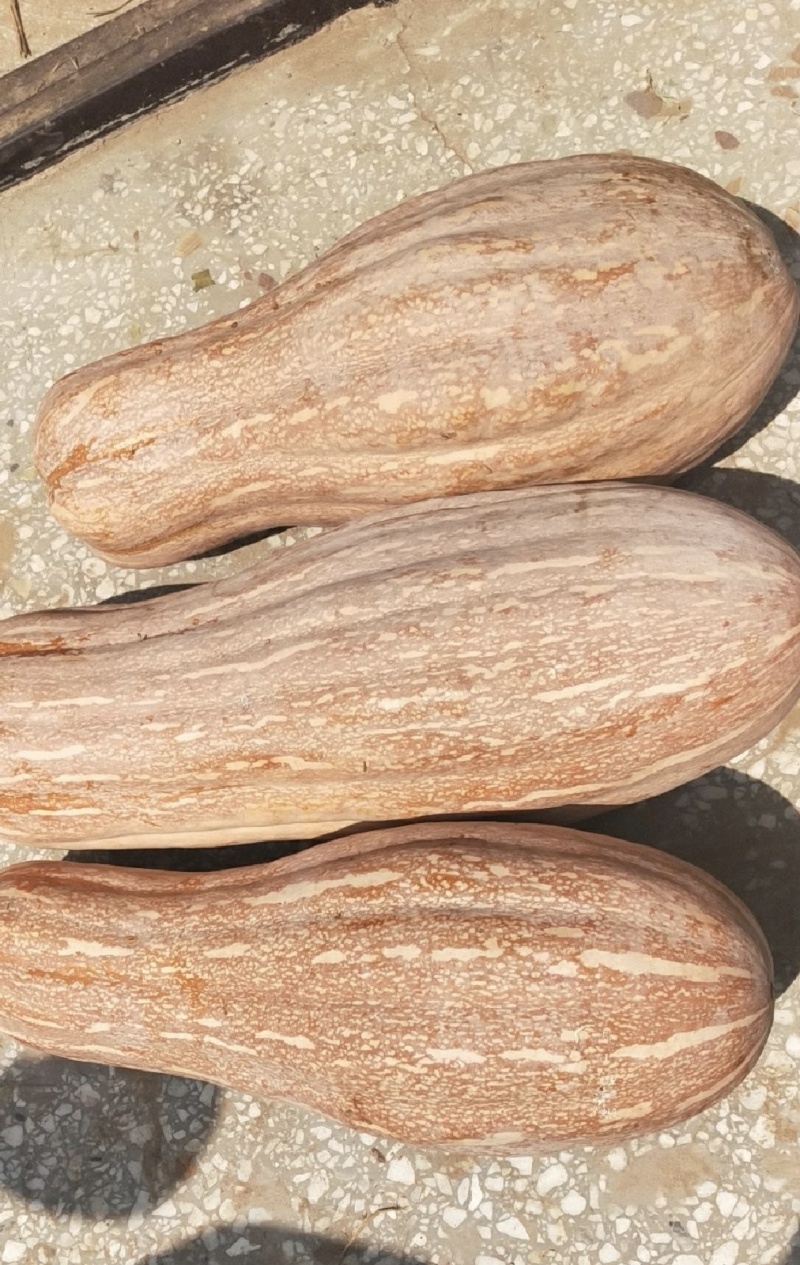 蜜本南瓜货源充足保质保量实力代发发货全国