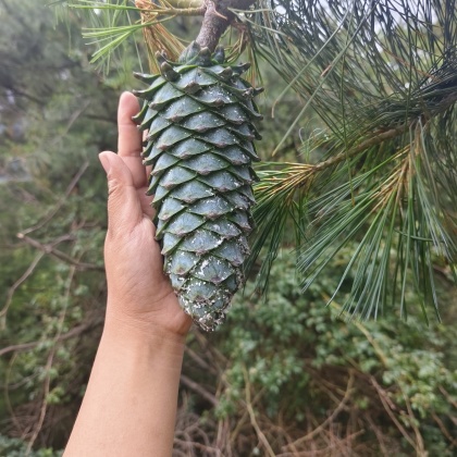 松子长在树上的图片图片