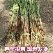 芦苇苗水生植物净化污水水质池塘绿化岸边造景花卉粽子叶竹子