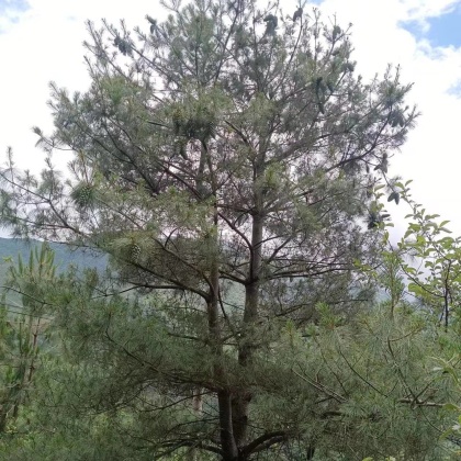 热门地区松子行情