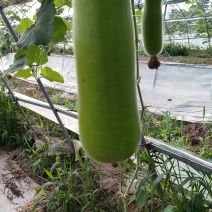 精品瓠子（百亩基地，长期供应，带量询价，可发全国）