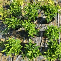 非洲茉莉