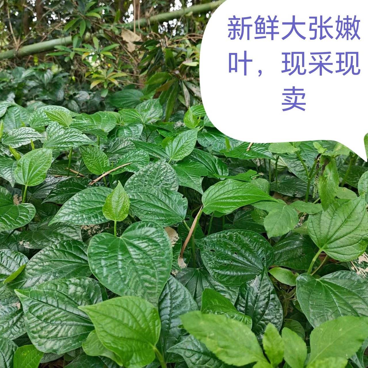 [假蒟批发]广西梧州苍梧县假蒟 4.00元/斤假蒌叶 _ 一亩田
