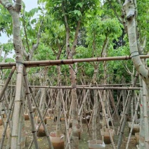 腊肠树3～15公分基地直销大小规格齐全欢迎老板来电咨询