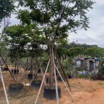 全冠麻楝12～25公分基地直销大小规格齐全欢迎老板来电
