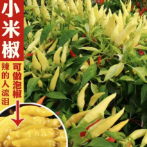 精品小米椒，野山椒走市场可加工，免费提供场地