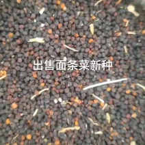 大叶面条菜种子！新品种！！麦瓶草种子厂家直供联系订购