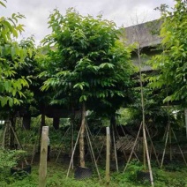 大叶紫薇骨架12～15公分基地直销规格齐全欢迎来电