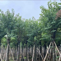 宫粉紫荆12～20公分基地直销规格齐全欢迎老板来电