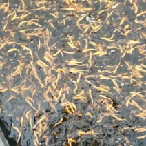 【精选】虹鳟金鳟鱼苗淡水养殖食用鱼观赏鱼活体金鳟鱼