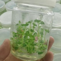 广藿香组培苗