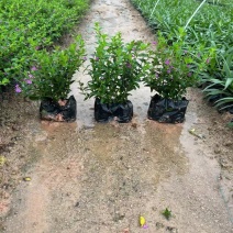 满天星雪茄花绿化苗木基地直销，一手货源