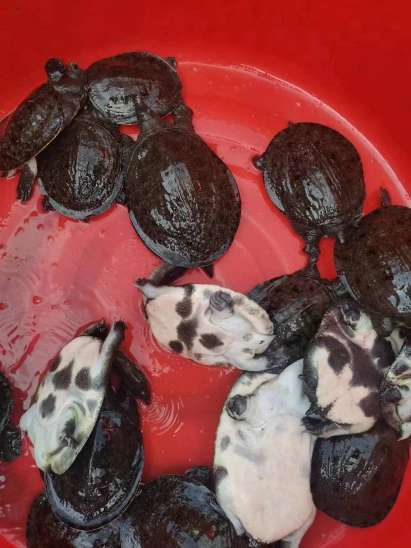 母甲鱼,万亩养殖基地,量大从优,基地直接发货,欢迎选购