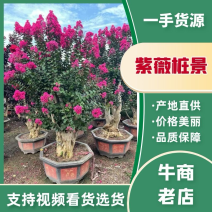 紫薇桩景，场地自售，大量供应，欢迎各位老板咨询采购