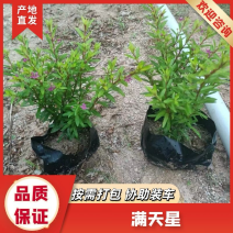 满天星，厂家直发，大量有货，欢迎各位老板咨询采购