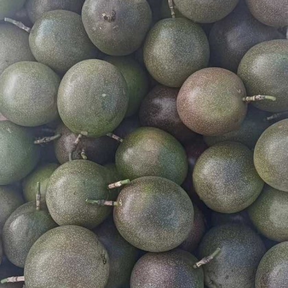 西双版纳台农一号百香果产地行情