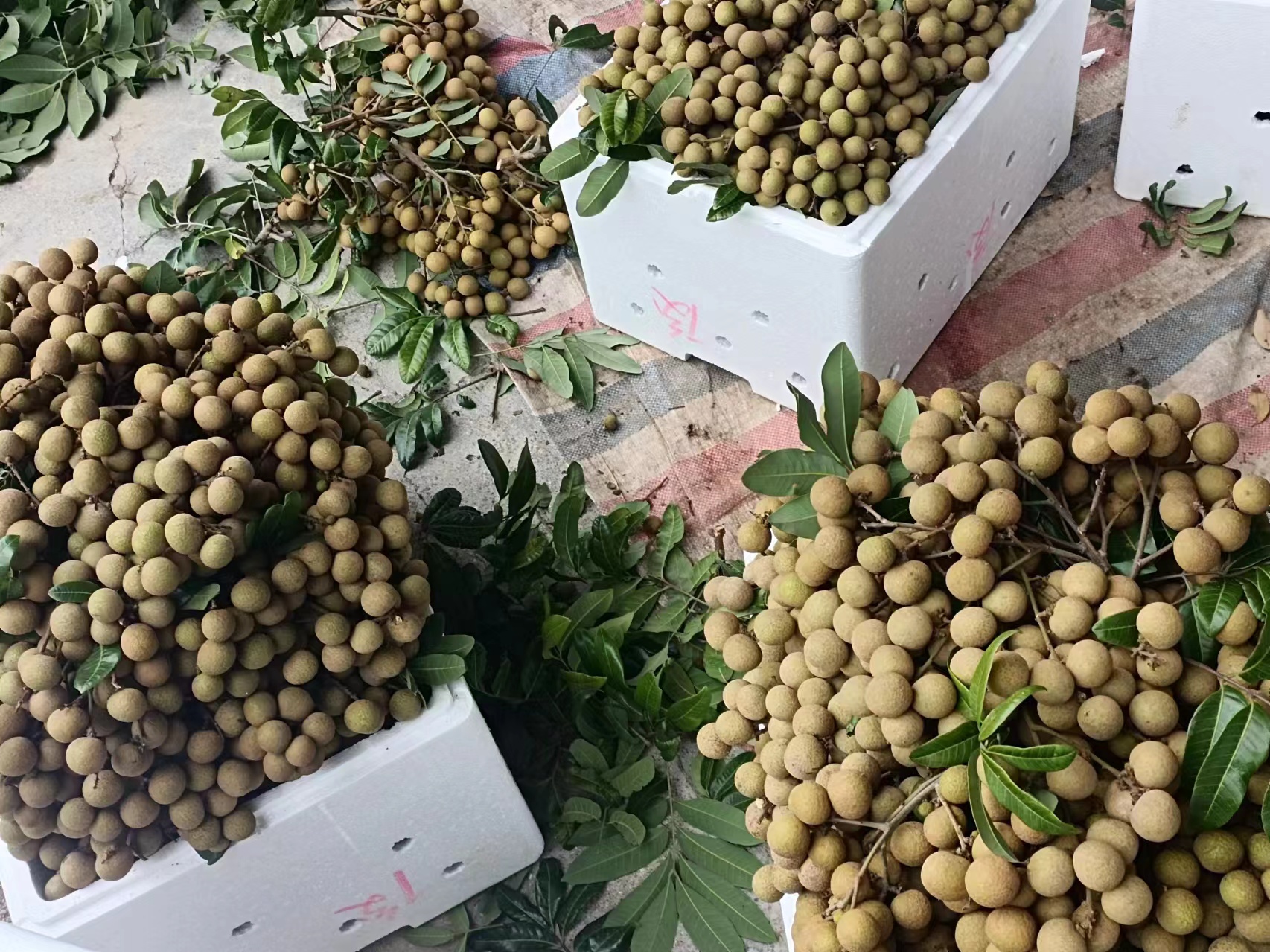 果园中农民采摘储良龙眼的场景