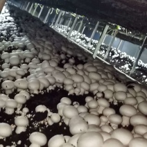 双孢菇菌种常年销售优质双孢菇菌种，主推品种W192，828。
