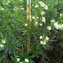 白花夹竹桃80～2米基地直销大小规格齐全欢迎老板来电咨询