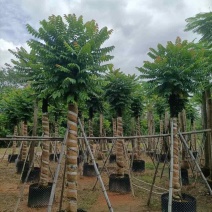 麻楝15～45公分基地直销大小规格齐全欢迎老板来电