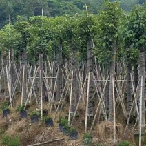 秋枫12～18公分基地直销大小规格齐全欢迎老板来电咨询