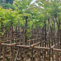 麻楝3～15公分基地直销大小规格齐全欢迎老板来电咨询合作
