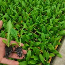 油麦菜苗