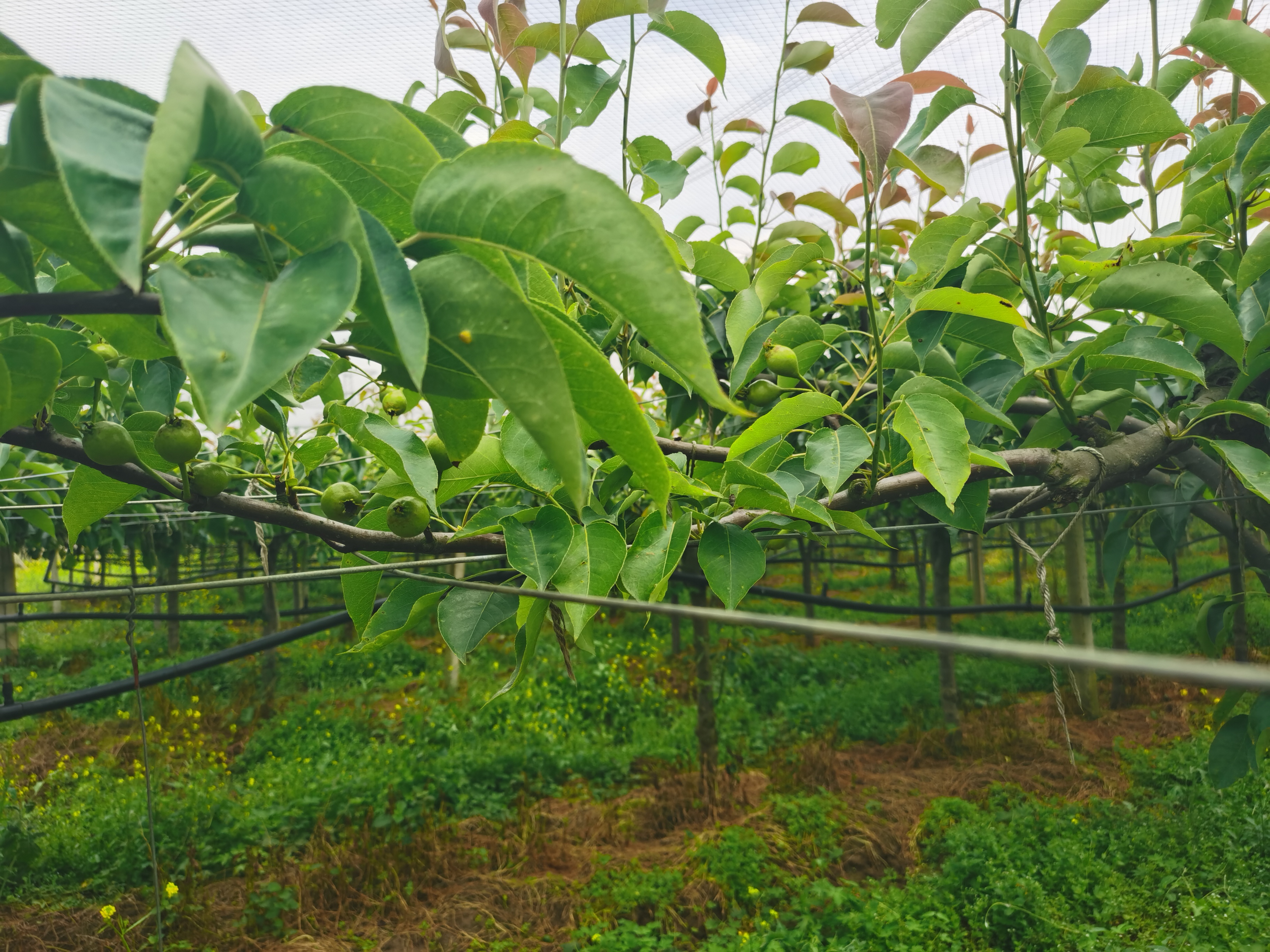 翠冠梨果园全景
