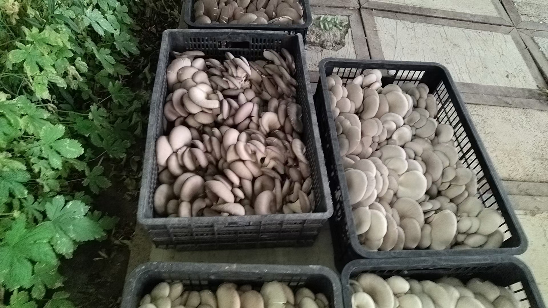 平菇种植基地