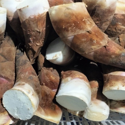 临沧甜竹笋价格行情走势 - 一亩田