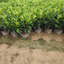 灰莉非洲茉莉40-50-60高度