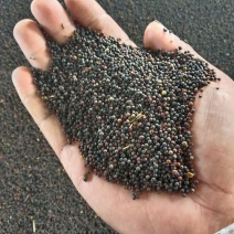 本地高含油菜籽大量出货有需要的老板联系价格美丽