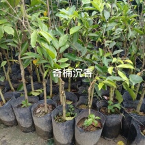 奇楠沉香，正品嫁接。品种正。