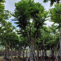 麻楝骨架货15-20公分基地直销欢迎现场考察