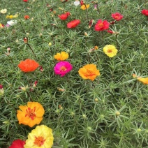 太阳花，混色，基地大量有货