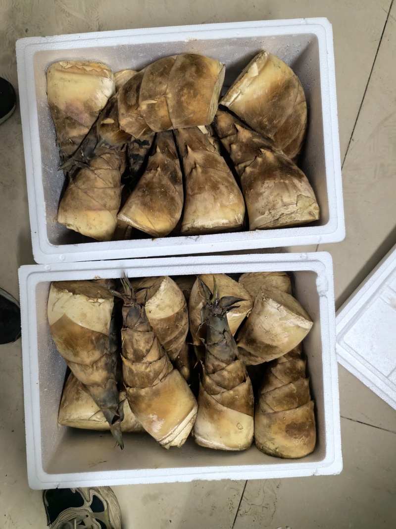 广西南宁青秀区竹笋 22.80元/斤甜龙笋