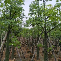 米径5-15公分美丽异木棉待售