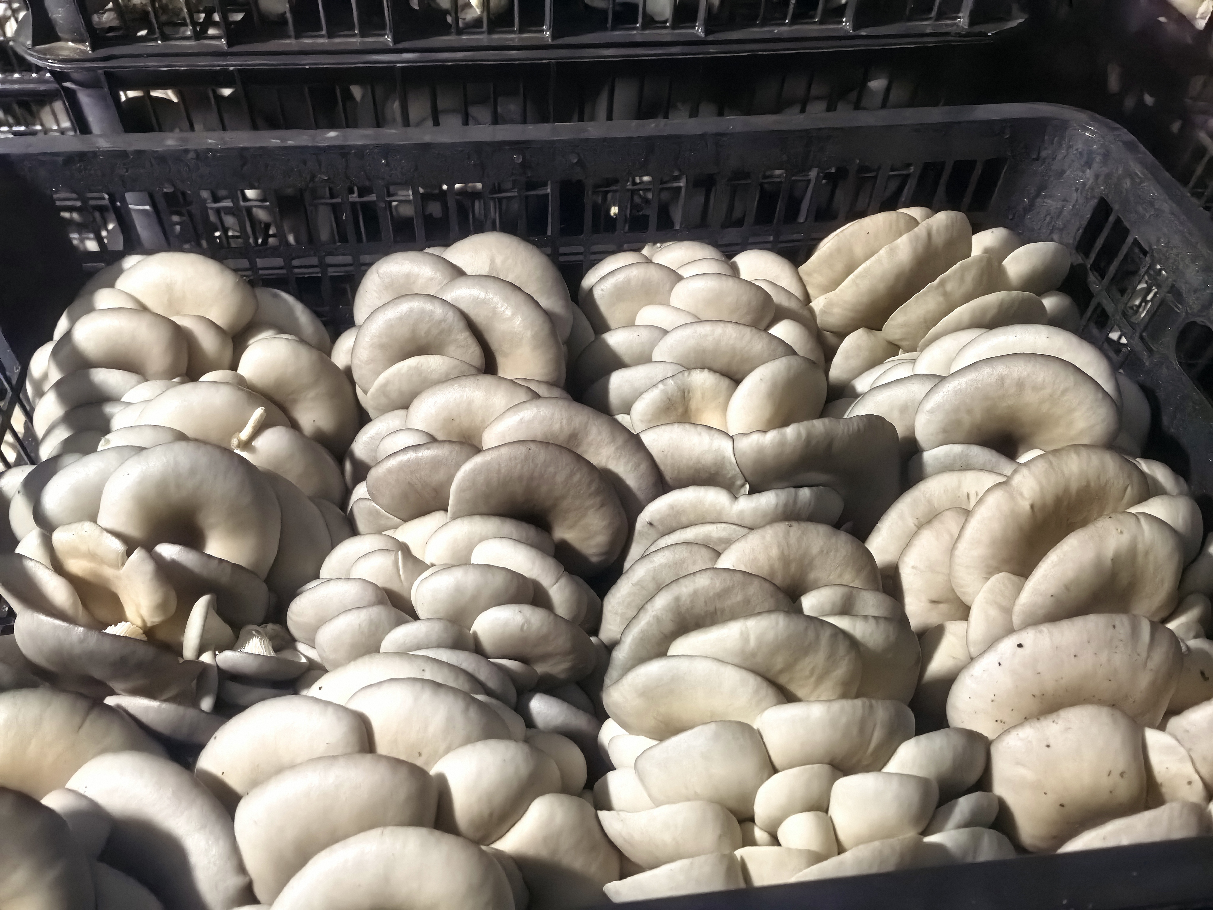 鲜平菇烹饪过程