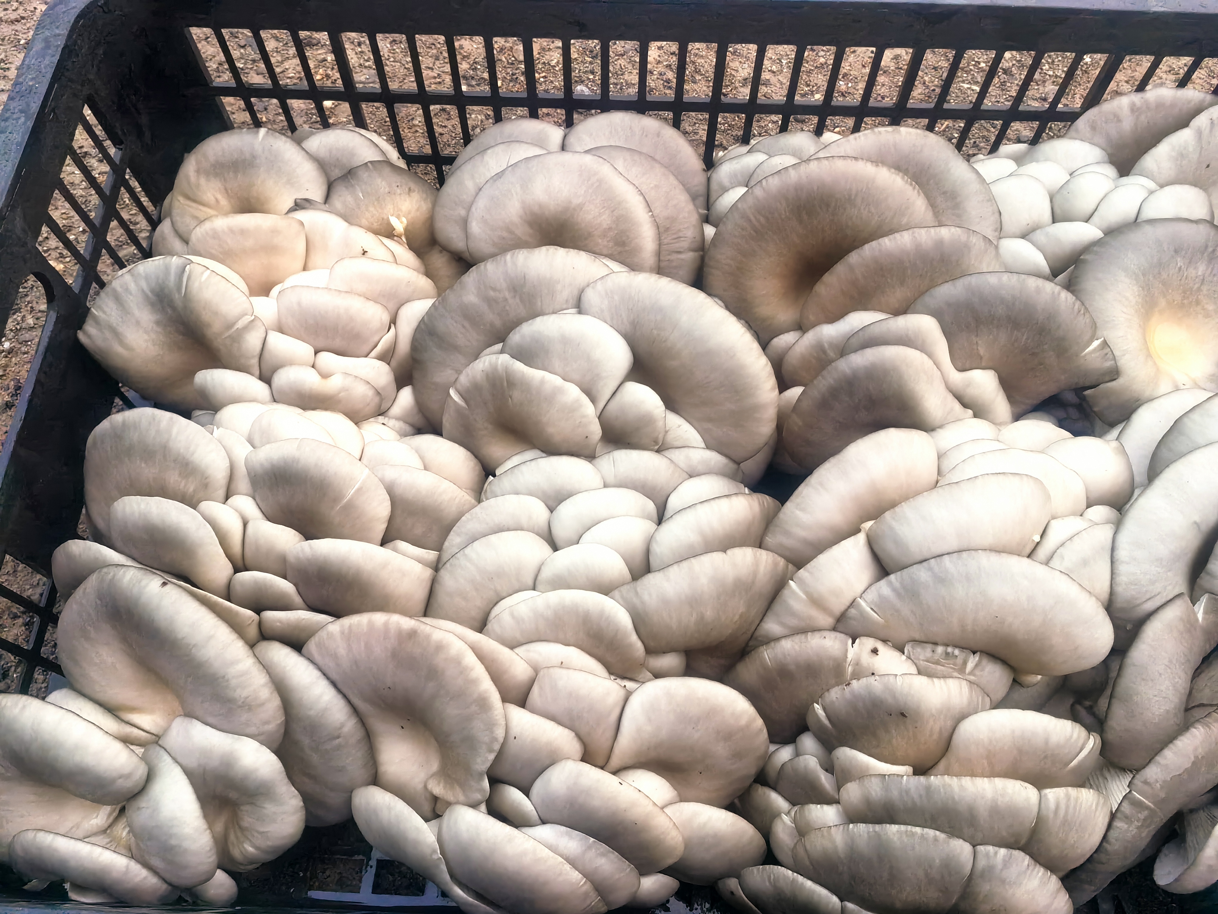 图片说明:清炒生菜蘑菇成品,色泽鲜亮,香气扑鼻 清炒生菜蘑菇成品图