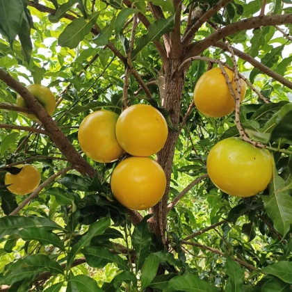 广西黄晶果种植基地图片