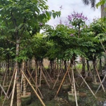 大叶紫薇（开花紫花）10～20公分基地直销大小规格齐全