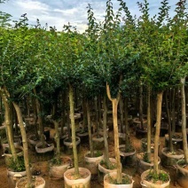 小叶紫薇/红火箭紫薇2～10公分基地直销大小规格齐全