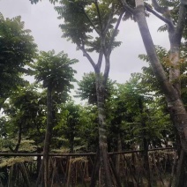 骨架光杆麻楝8～15公分基地直销大小规格齐全欢迎老板来电